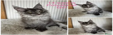 Maine Coon 7