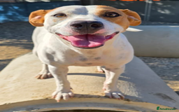 Staffordshire Bull Terrier dogs for adoption: Daizy- dog, child, stranger friendly! - Advert 6