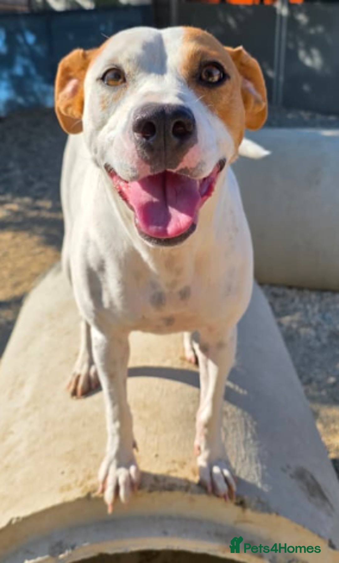 Staffordshire Bull Terrier dogs for adoption: Daizy- dog, child, stranger friendly! - Advert 6