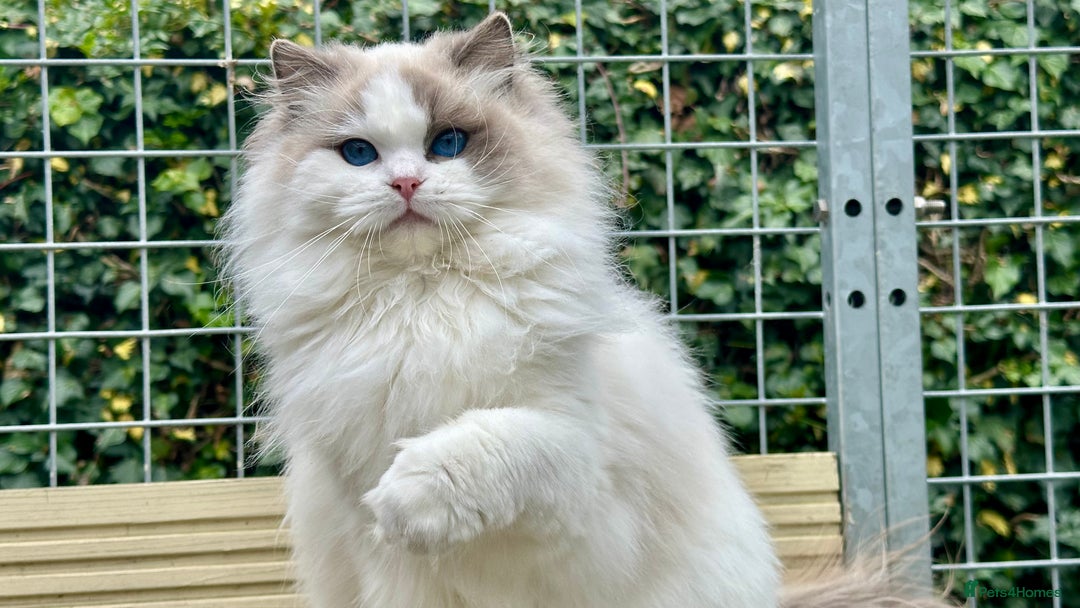 Ragdoll cats for sale: ACTIVE BOY or neutered pet  - Advert 6