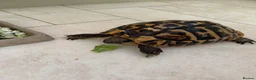 Tortoise reptiles for sale: Hermann tortoise and friend - Advert 4