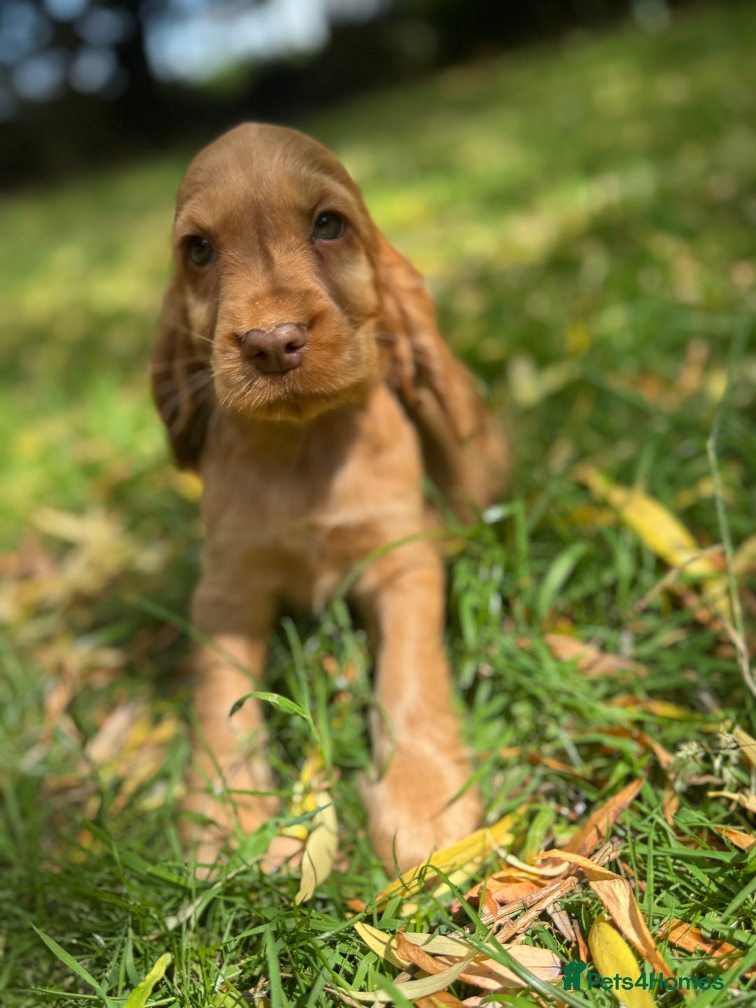 Cocker Spaniel dogs for sale: TRUE SHOWTYPE COCKERSSPANIELS HEALTHTESTED PARENTS - Image 2