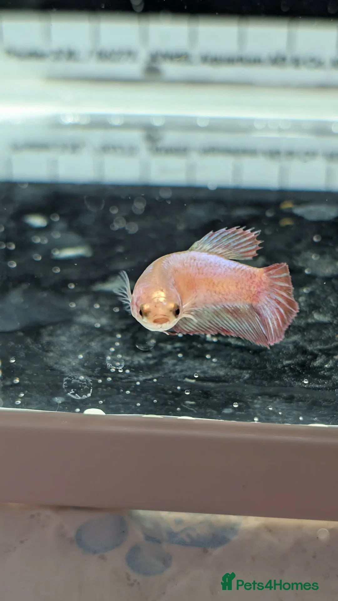 Bettas fish for sale: Bettas - Advert 2