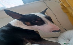 English Bull Terrier dogs for sale: English Bull Terrier pups - Image 11