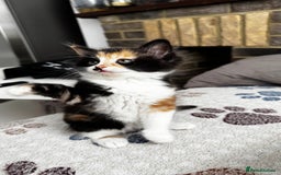 Domestic Shorthair cats for sale: Beautiful and adorable kittens for sale☺️ - Image 26