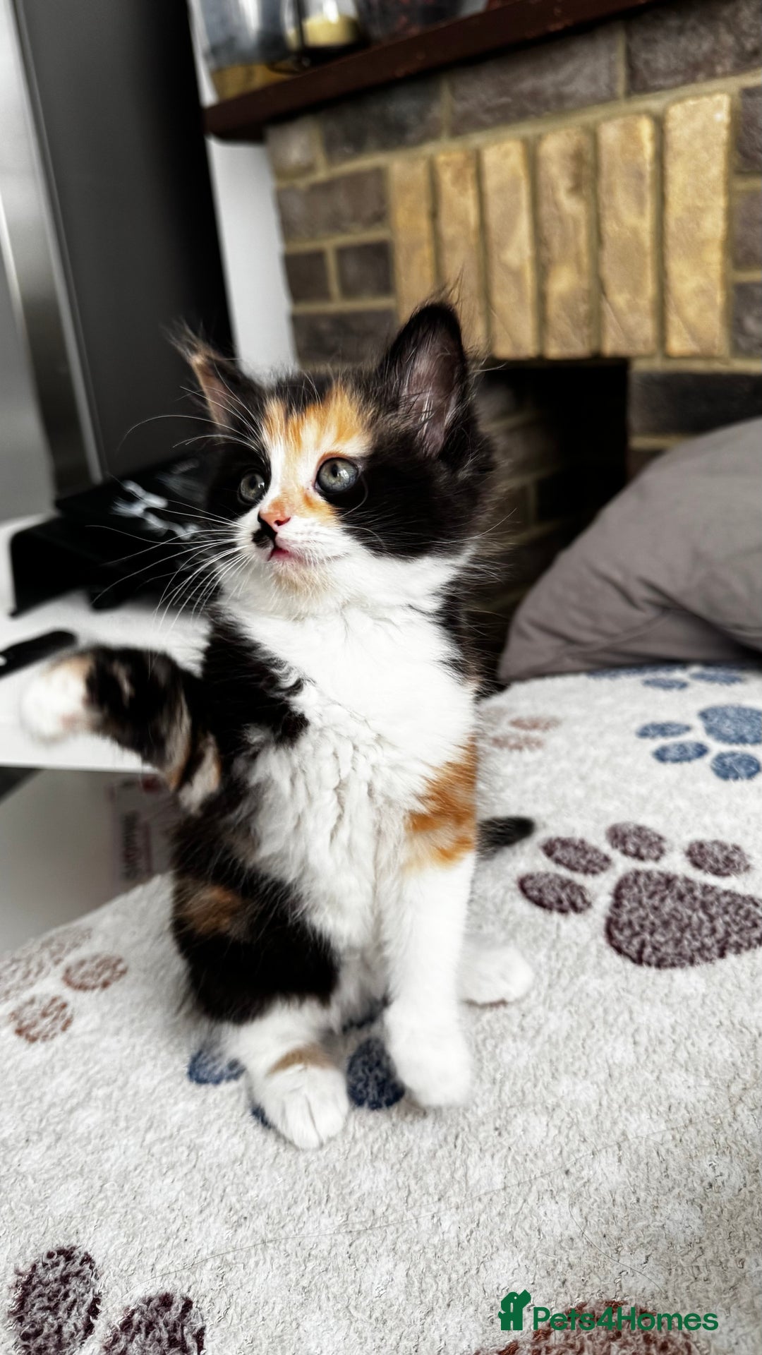 Domestic Shorthair cats for sale: Beautiful and adorable kittens for sale☺️ - Image 26