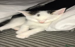 Khao Manee cats for sale: Male kitten  - Image 2