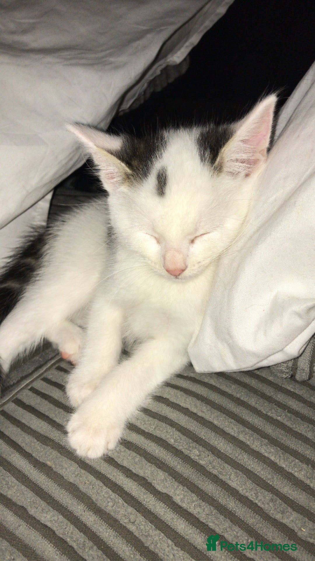 Khao Manee cats for sale: Male kitten  - Image 2