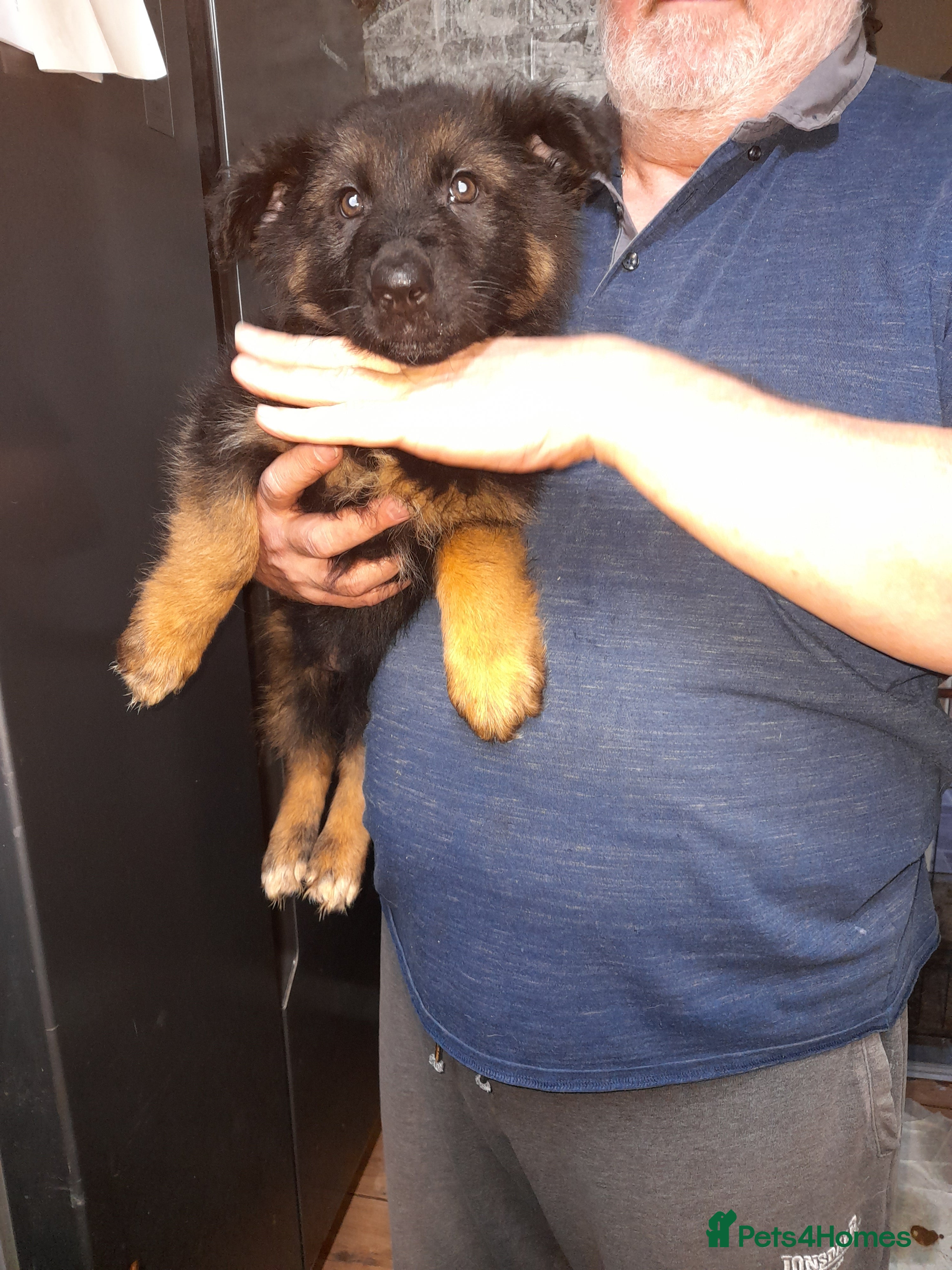 German Shepherd dogs German shepherd pups - Advert 8