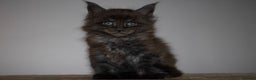 Maine Coon cats for sale: Gorgeous TICA-Registered Maine Coon Kittens! - Advert 19