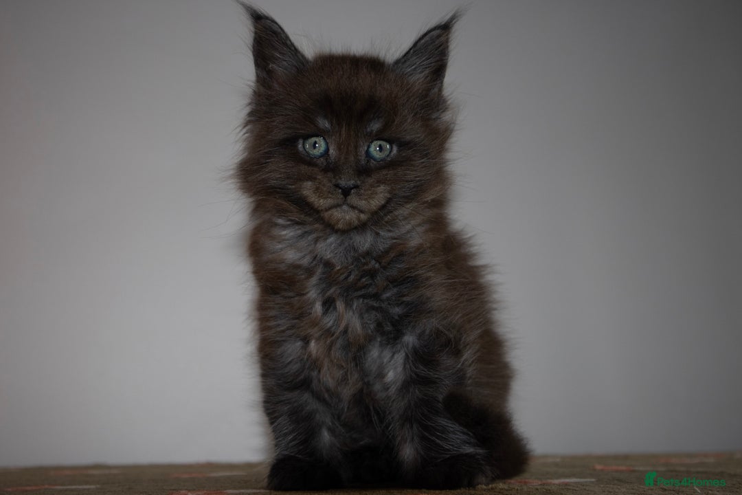 Maine Coon cats for sale: Gorgeous TICA-Registered Maine Coon Kittens! - Advert 19
