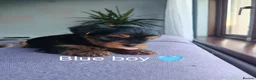 Yorkshire Terrier dogs for sale: Beautiful Yorkshire Terrier Puppies  in Downpatrick - Advert 18