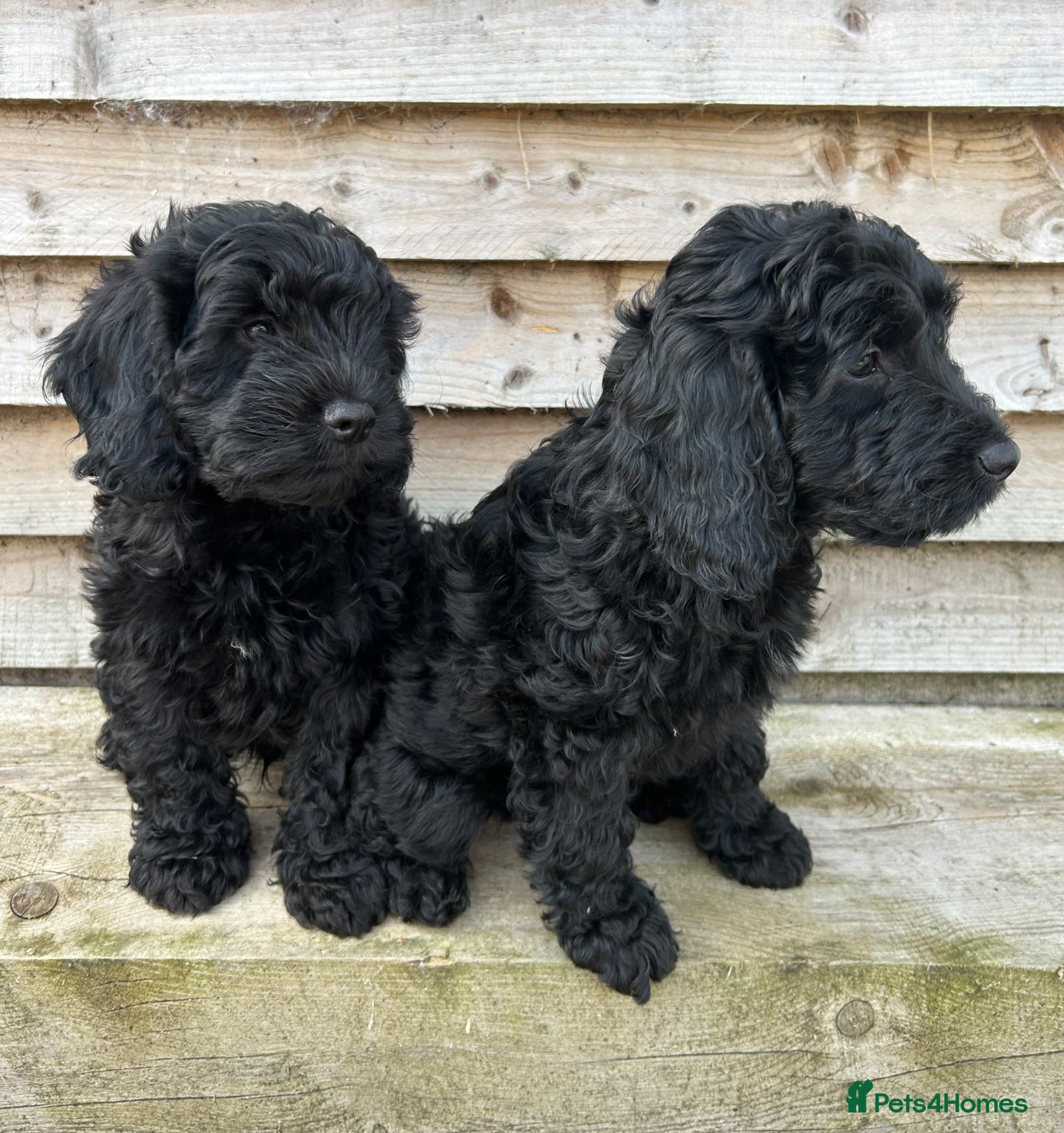 Cockapoo dogs Cockapoo pups f1 - Advert 1