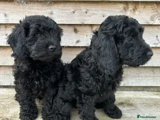 Cockapoo dogs Cockapoo pups f1 - Advert 1