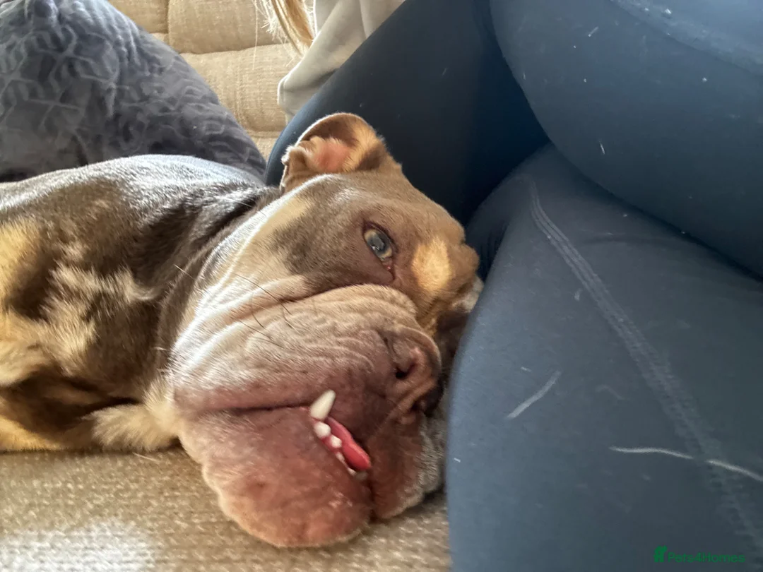 English Bulldog dogs for sale: 11 month old English bulldog Male in Solihull - Advert 4