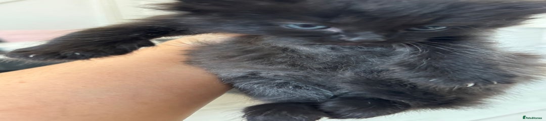 Persian Kitten 4