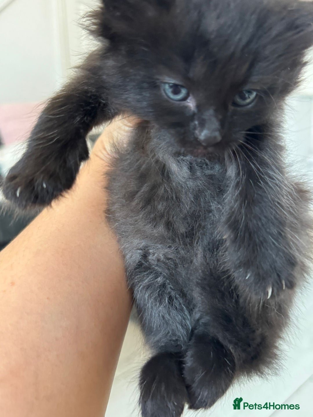 Persian cats for sale: Mancun × Persian Kittens –3 Girls 1 Boy, Ready Fri - Image 4