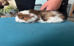 Guinea Pig rodents for sale: 2 male long haired guinea pigs - Image 6