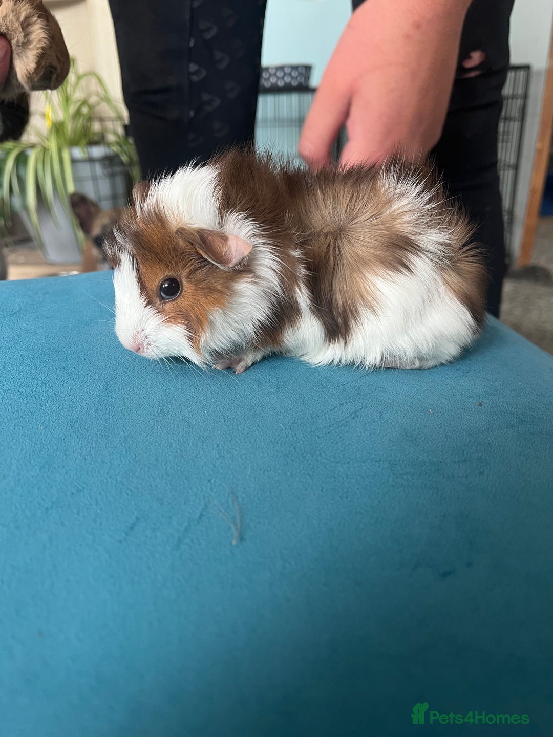 Guinea Pig rodents for sale: 2 male long haired guinea pigs - Image 6