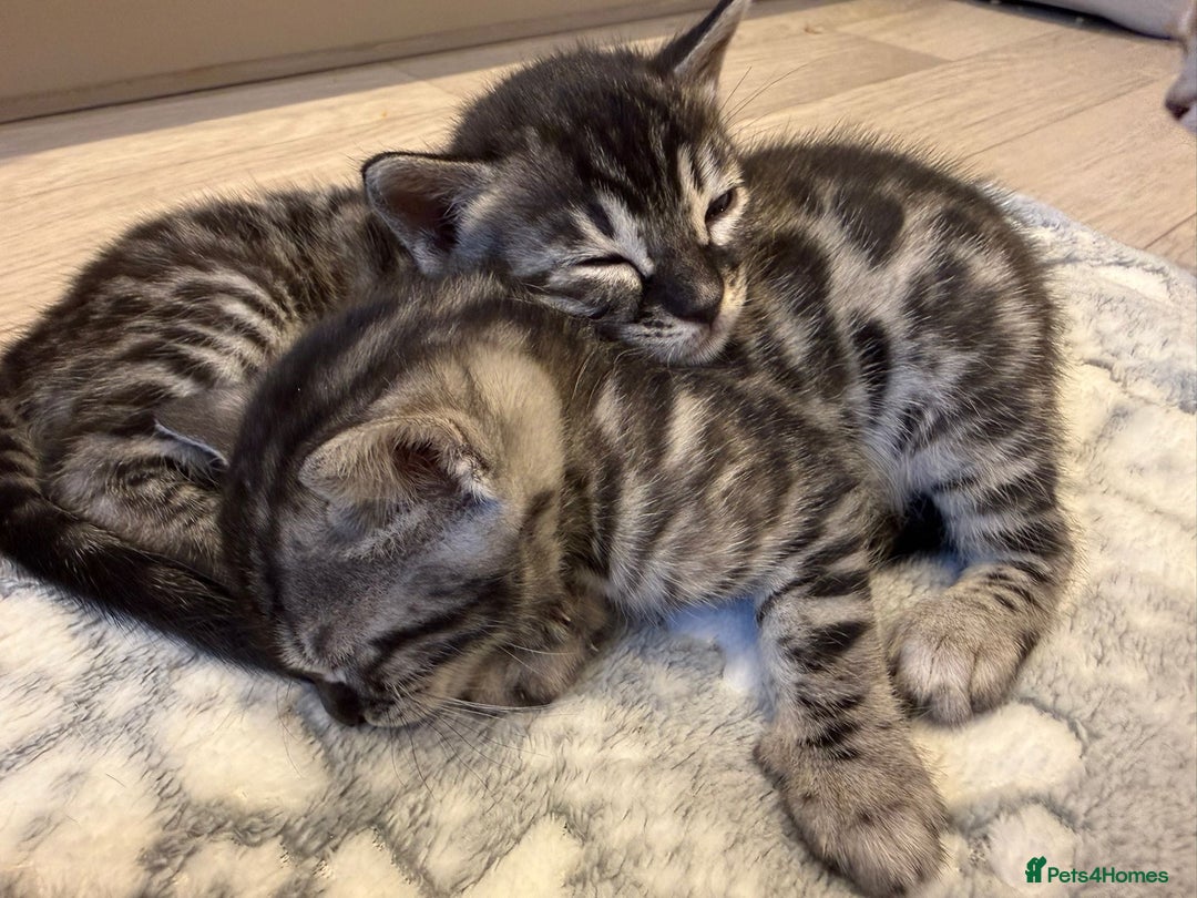 Bengal cats for sale: Bengal Kittens For Sale (4 Left) - Image 14