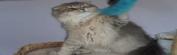 Scottish Fold cats for sale: 🌸beautiful long hair and short haired kittens🌸 - Advert 6