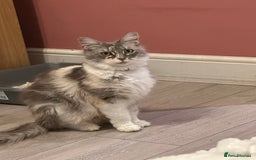 Mixed Breed cats for sale: Half ragdoll fluffy kittens  - Image 9