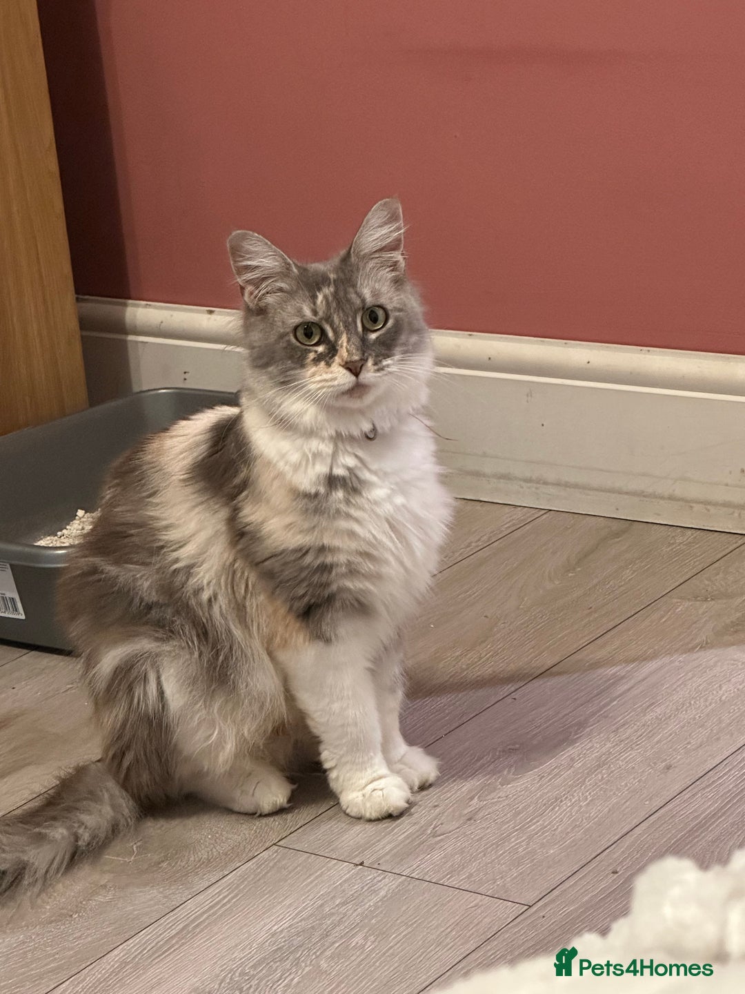 Mixed Breed cats for sale: Half ragdoll fluffy kittens  - Image 9