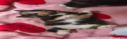 Mixed Breed cats for sale: Mixed fluffy kittens  - Advert 7