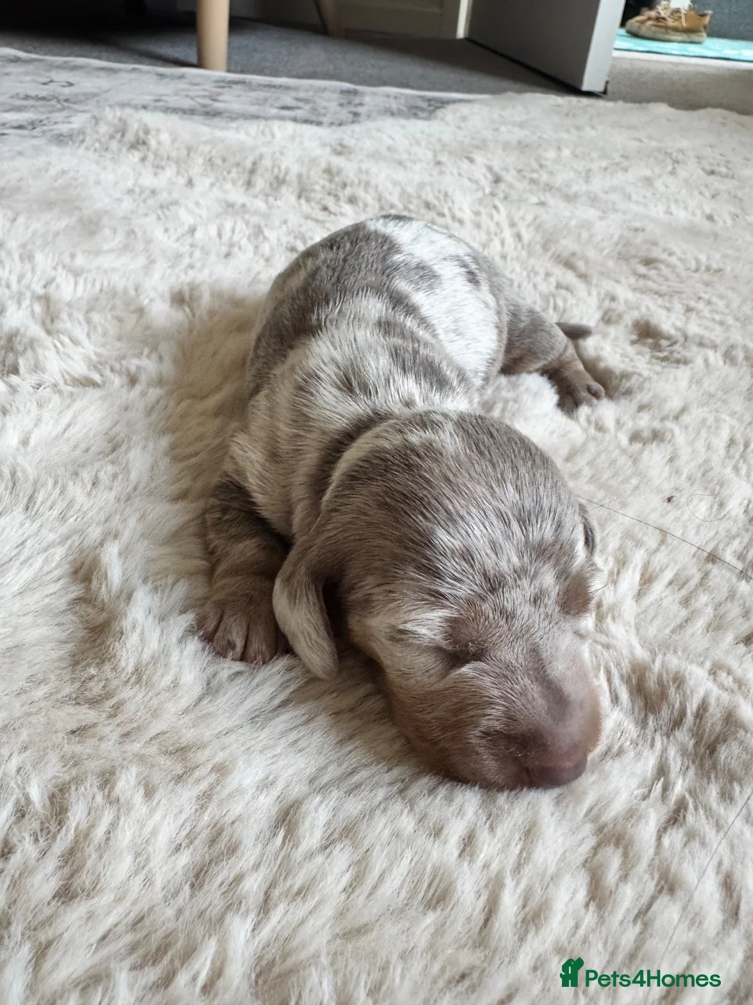 Dachshund dogs for sale: Long hair Dachshund  - Advert 1