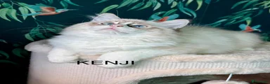 Kenji