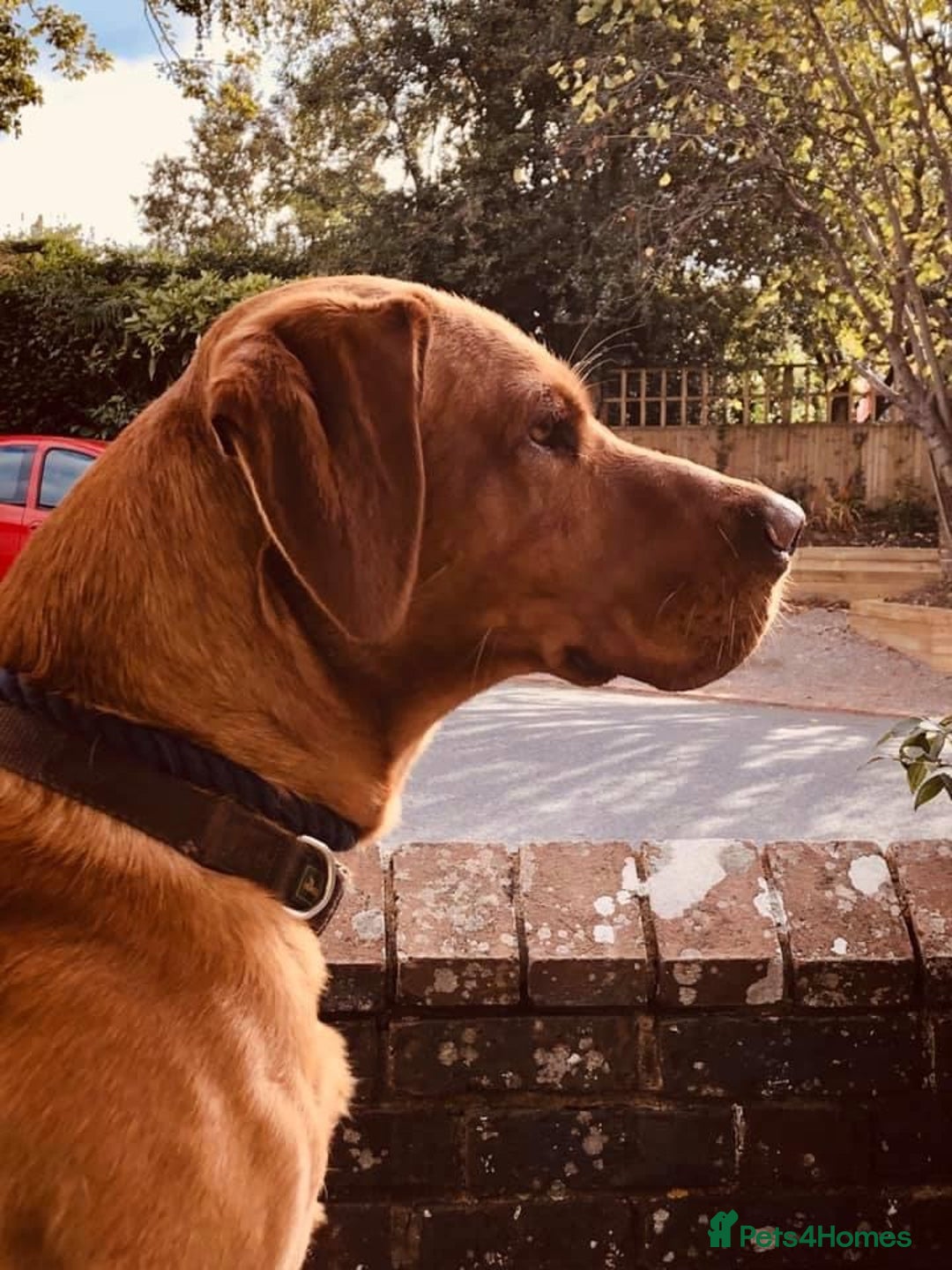 Labrador Retriever dogs for stud: Proven Fox Red Labrador for stud in Lewes - Image 8