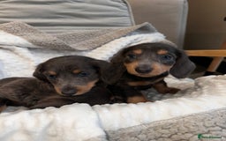 Miniature Dachshund dogs for sale: Miniature long hair dachshund 🤍 - Image 8
