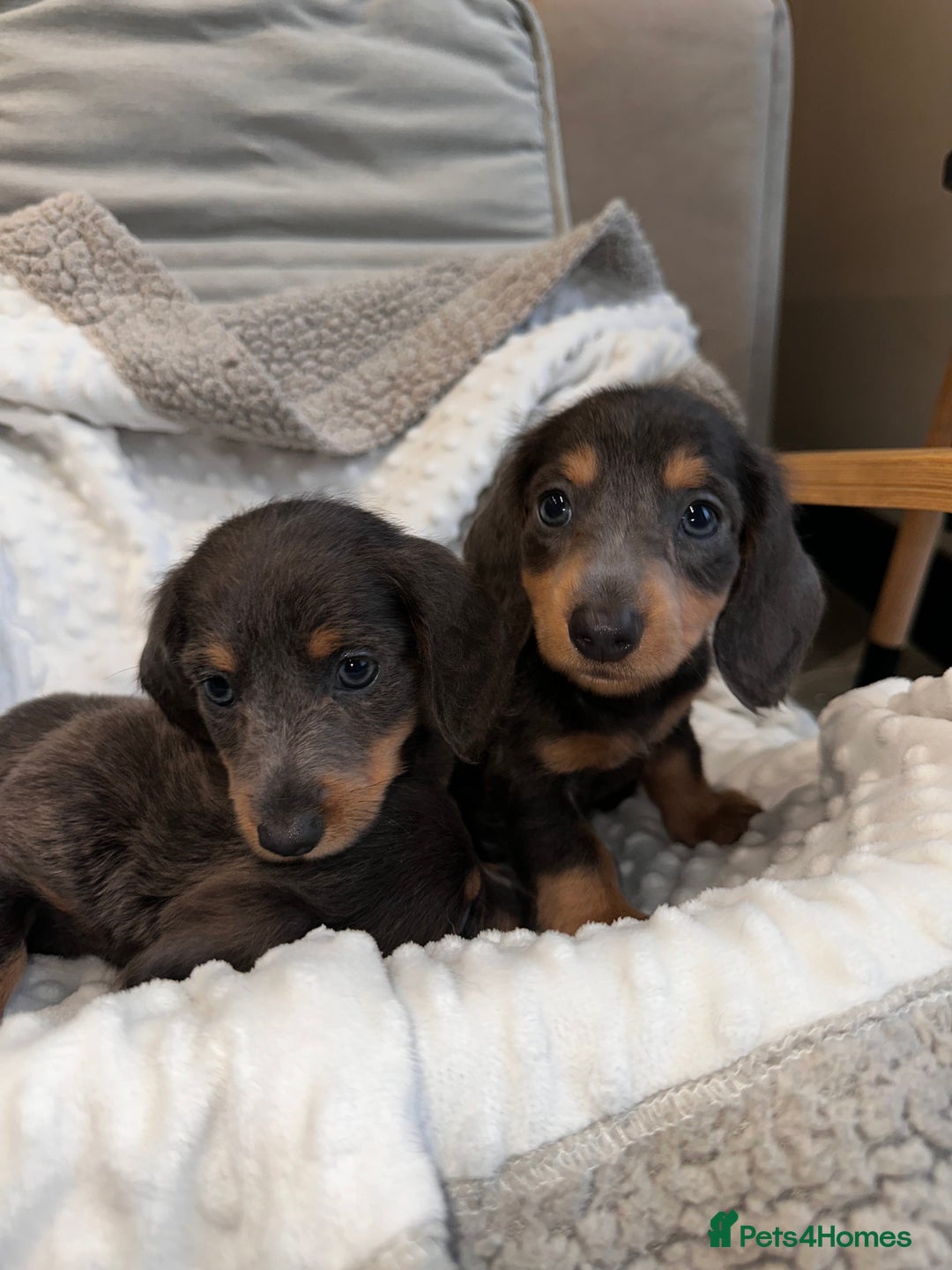 Miniature Dachshund dogs for sale: Miniature long hair dachshund 🤍 - Image 8