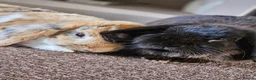 Mixed Breed rabbits for sale: Bonded pair of Rabbits in Nottingham - Advert 7
