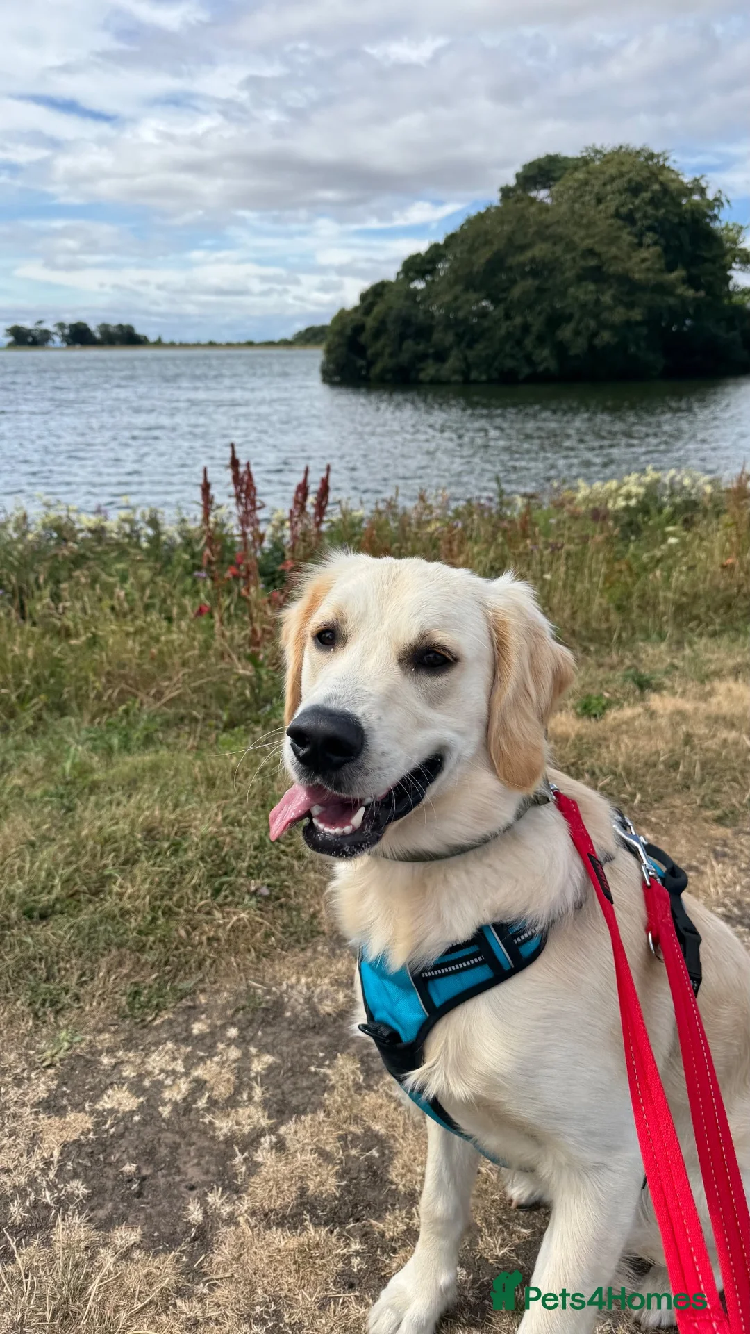 Golden Retriever dogs for sale: 8 month old male golden retriever for rehoming - Advert 2