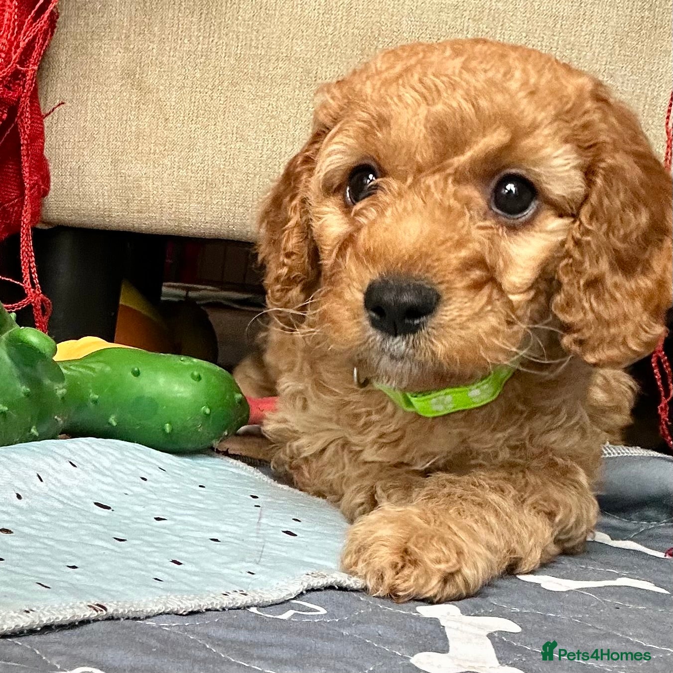 Cockapoo dogs 🐾 1 boy Remaining 🐾  - Advert 18