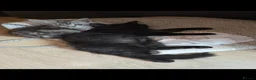 Mixed Breed cats for sale: Beauty kittens - Advert 1