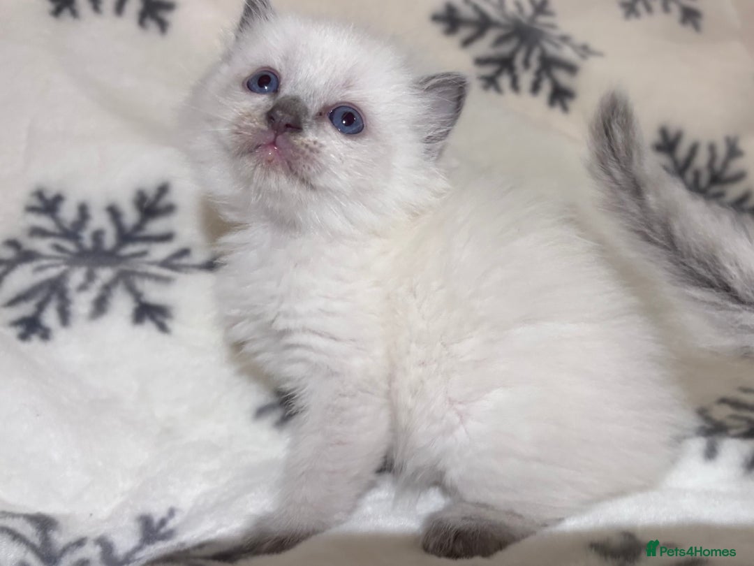 Ragdoll cats for sale: Gorgeous Ragdoll kittens 2 left ! - Advert 13