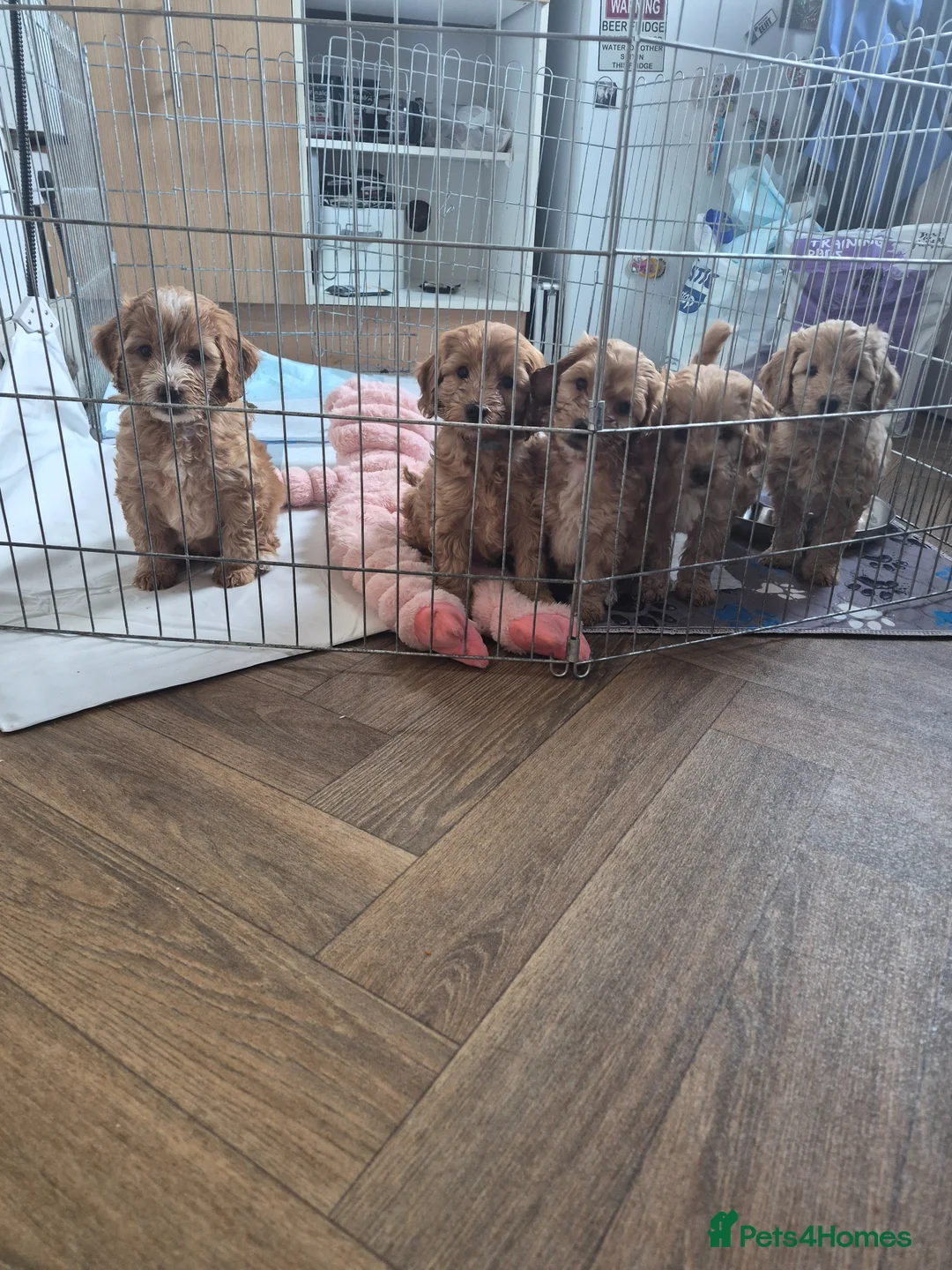 Cockapoo dogs for sale: 2 boys left reduced to £1000 Ready to leave now !  - Advert 2