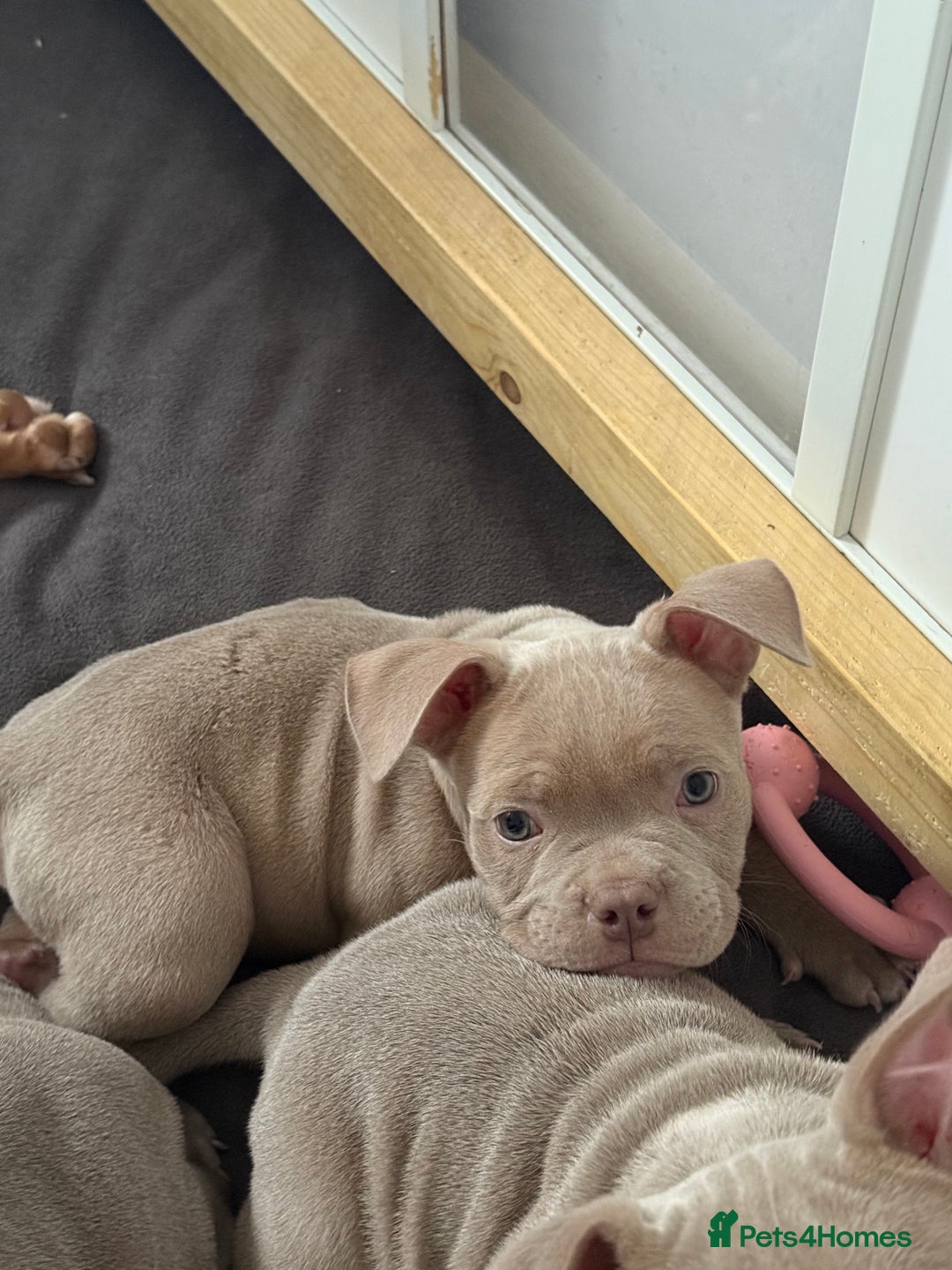 American Bully dogs for sale: Pocket bully  - Image 15