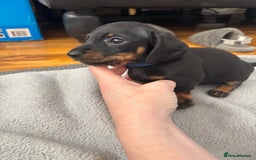 Miniature Dachshund dogs for sale: 5 miniature black & tan smooth haired dachshunds  - Image 13