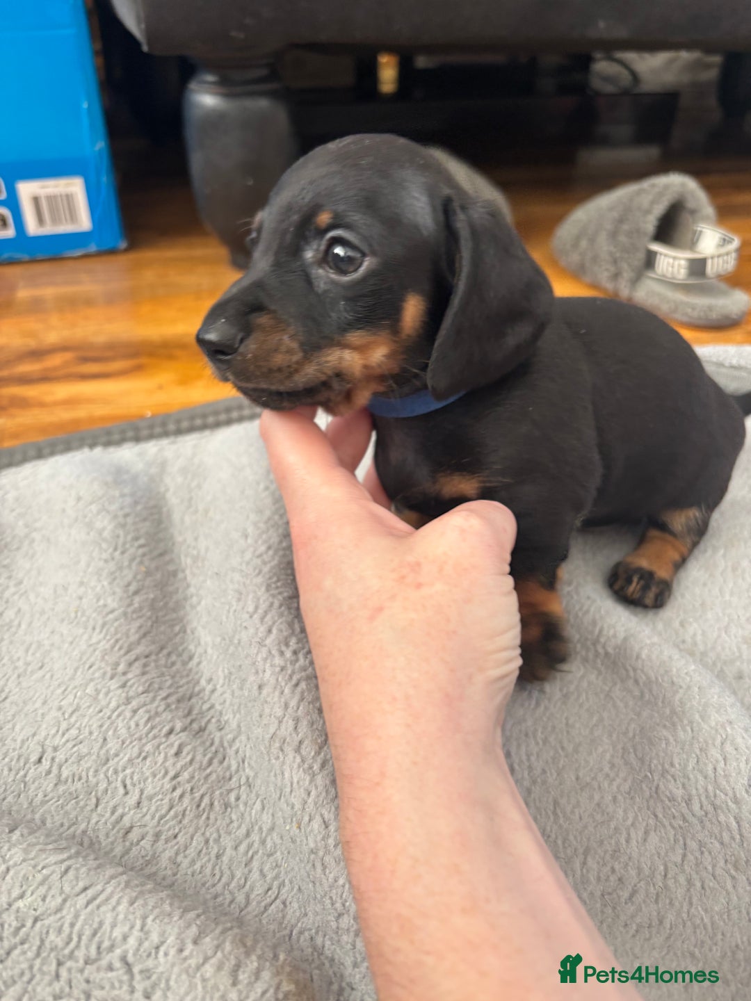 Miniature Dachshund dogs for sale: 5 miniature black & tan smooth haired dachshunds  - Image 13