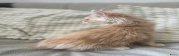 Maine Coon cats for sale: Stunning Maine coon kittens!! Tica  - Advert 6