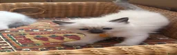 Ragdoll cats for sale: Pure ragdoll kittens - Advert 3