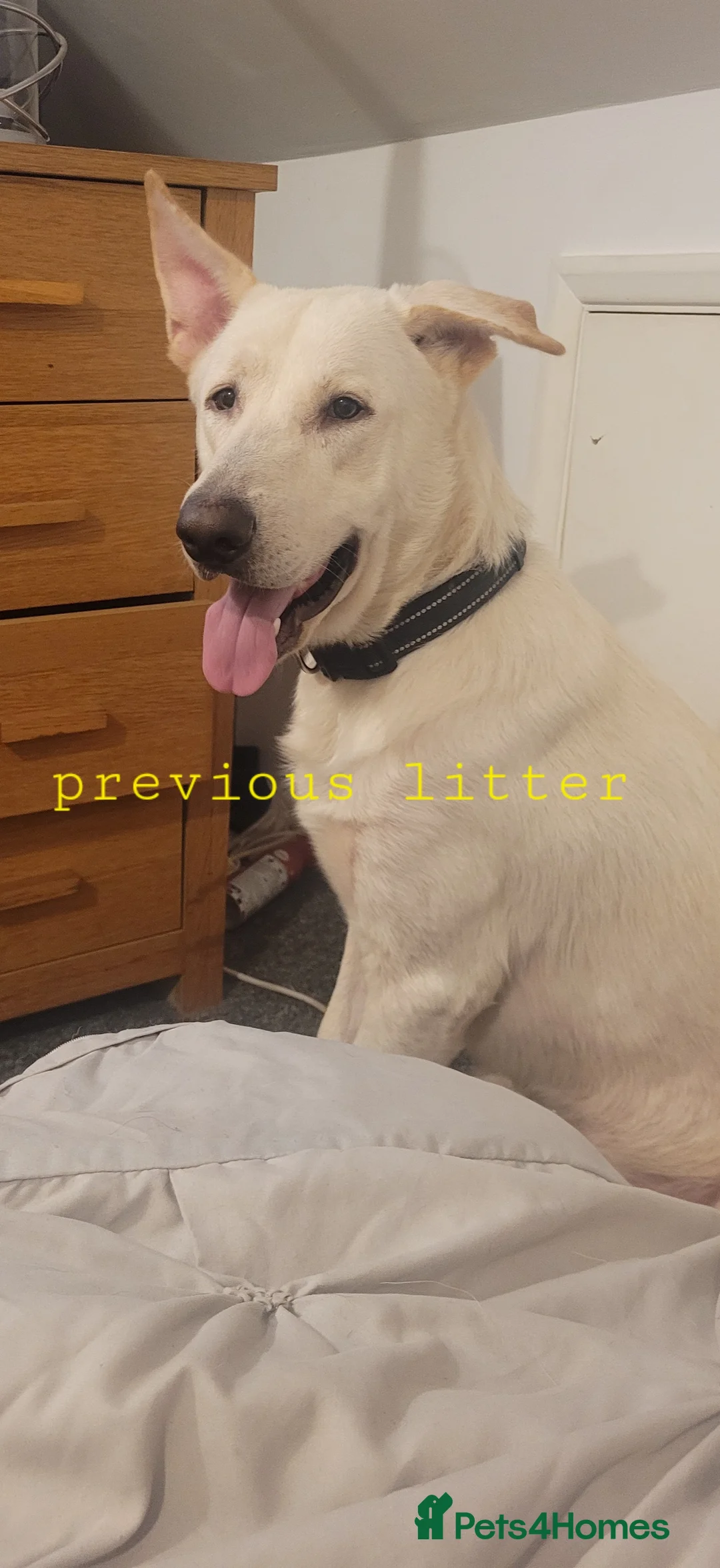 Mixed Breed dogs for sale: Golden shepherd - Advert 24