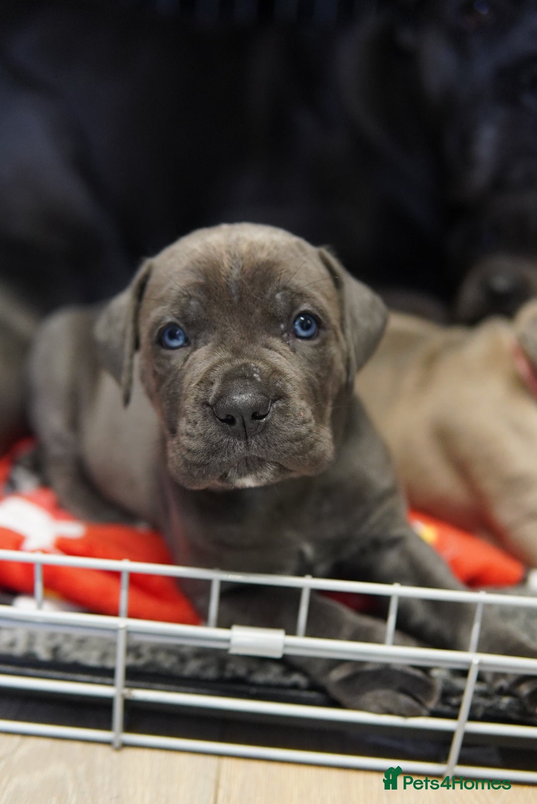 Cane Corso dogs for sale: ICCF Registered Cane Corsos  - Advert 32