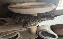 Bengal cats for sale: STUNNING BENGAL KITTENS  - Image 8