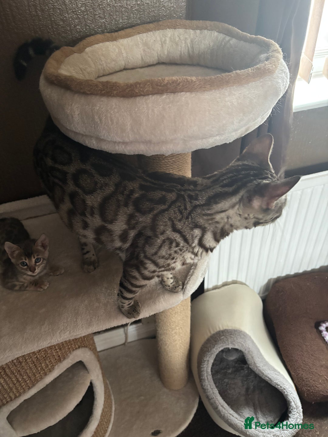 Bengal cats for sale: STUNNING BENGAL KITTENS  - Image 8