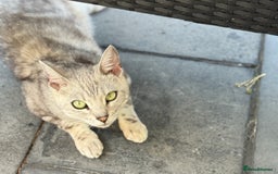 Bengal cats for sale: 2 year old female neutered bengal for sale  - Advert 2