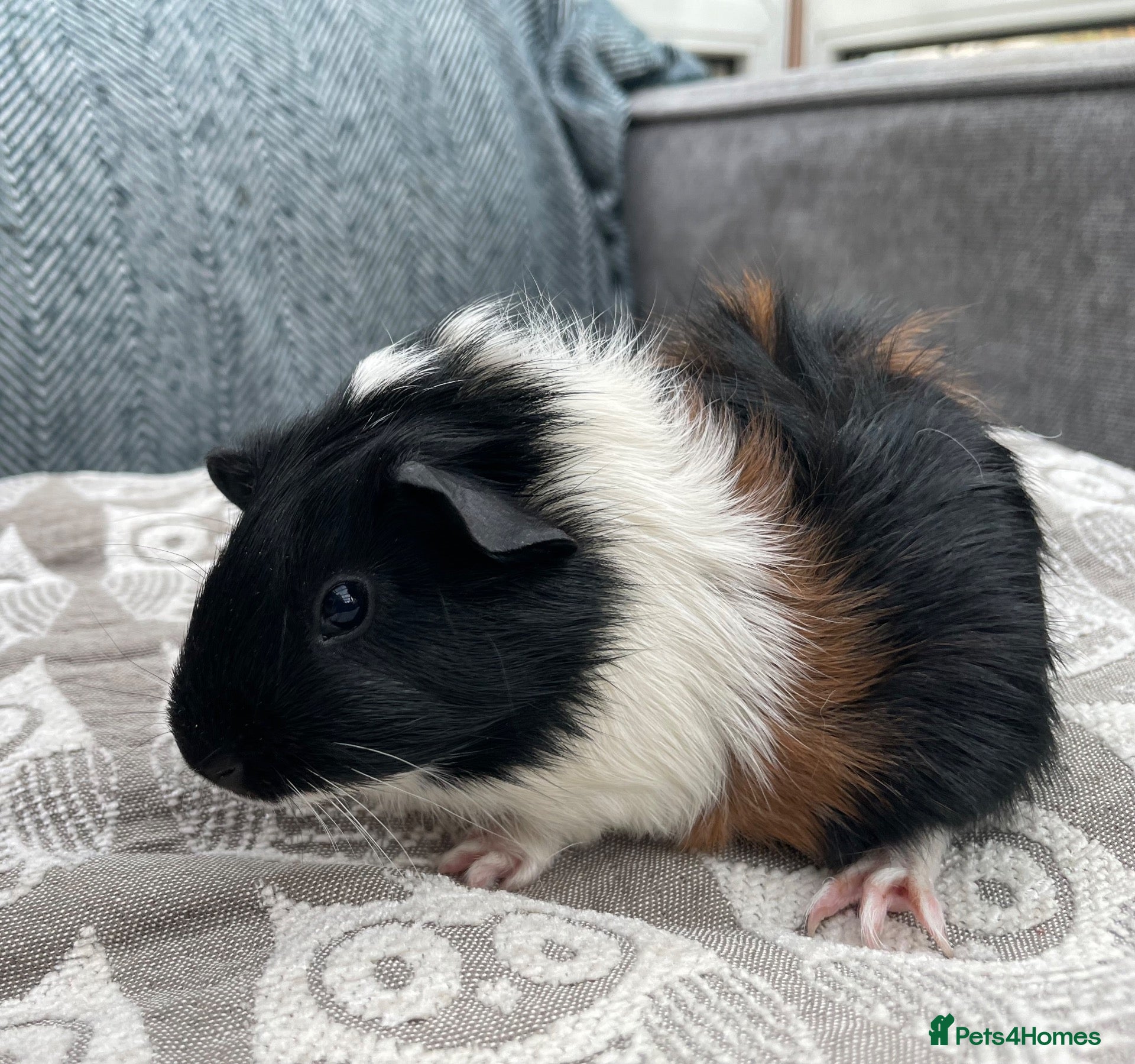 Guinea Pig rodents Teddy x Swiss Boy Guinea Boy - Advert 2
